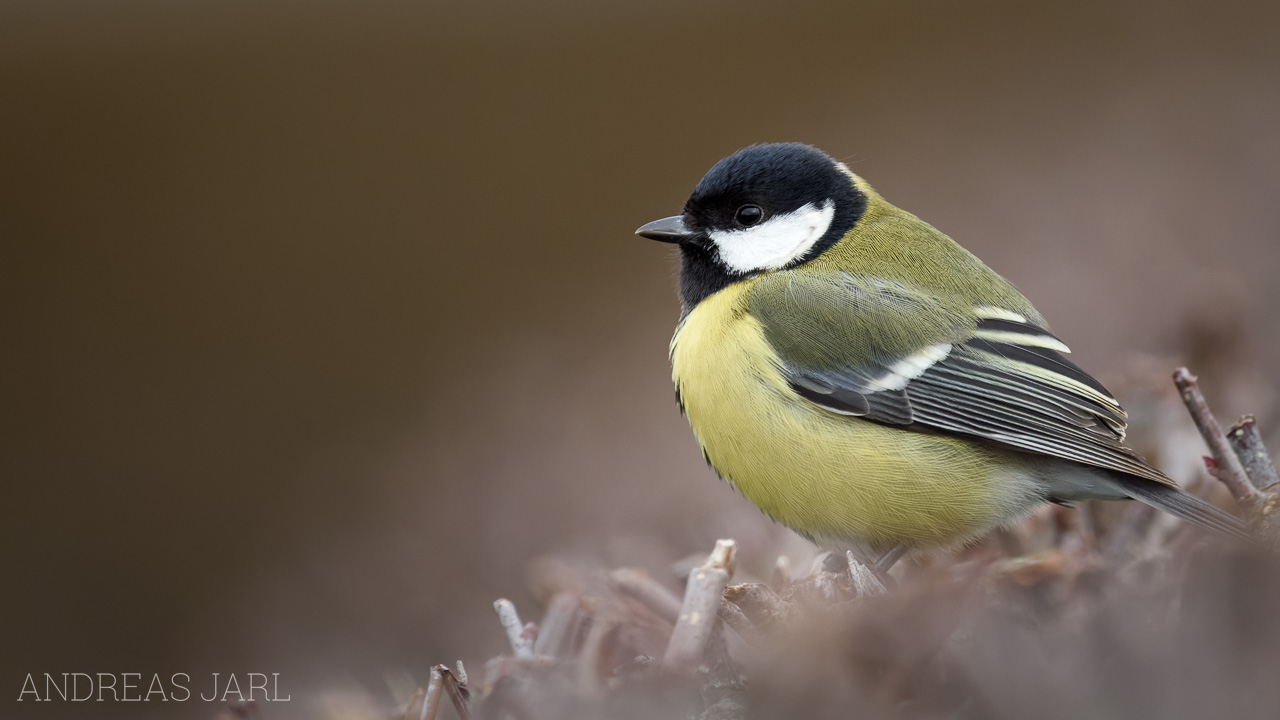 parus_major_4685_dxo