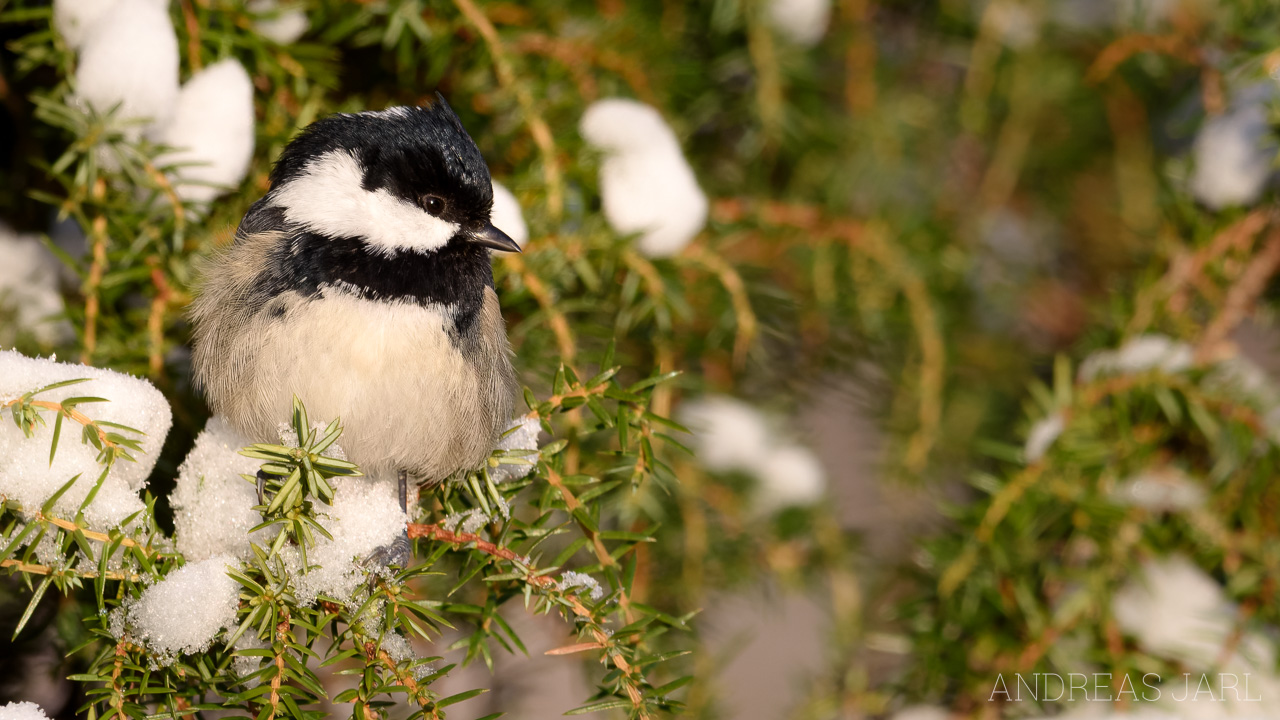 periparus_ater_4813_dxo