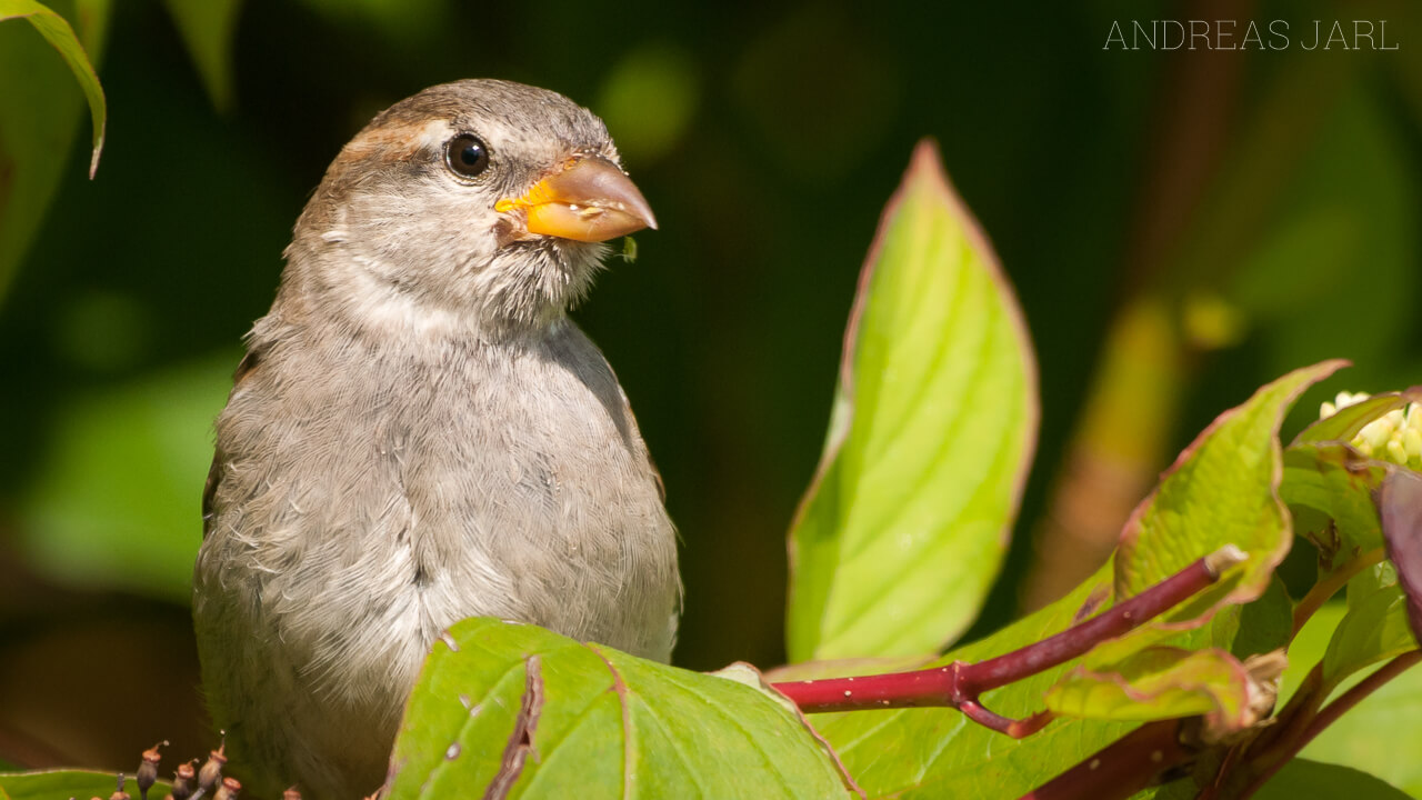 passer_domesticus_56