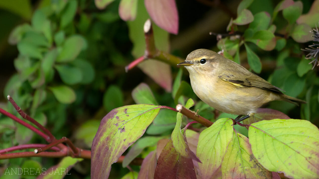 phylloscopus_collybita_2430