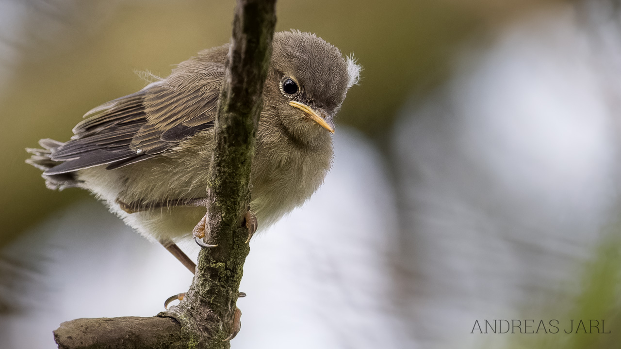 phylloscopus_collybita_4958_dxoxd