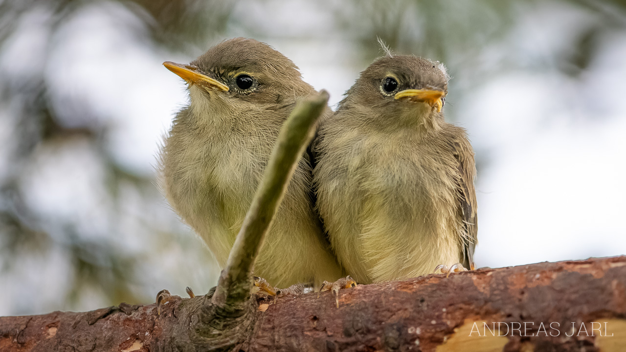 phylloscopus_collybita_4961_dxoxd