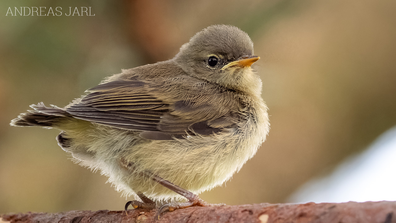 phylloscopus_collybita_4962_dxoxd