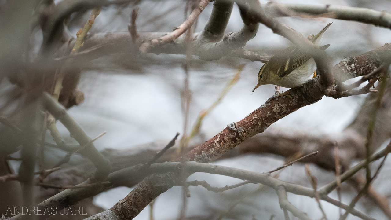 phylloscopus_inornatus_4229