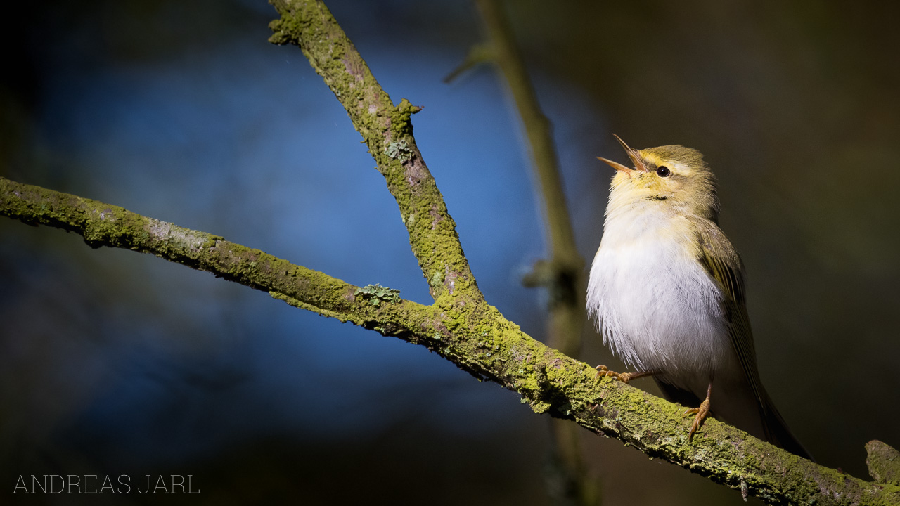 phylloscopus_sibilatrix_4355