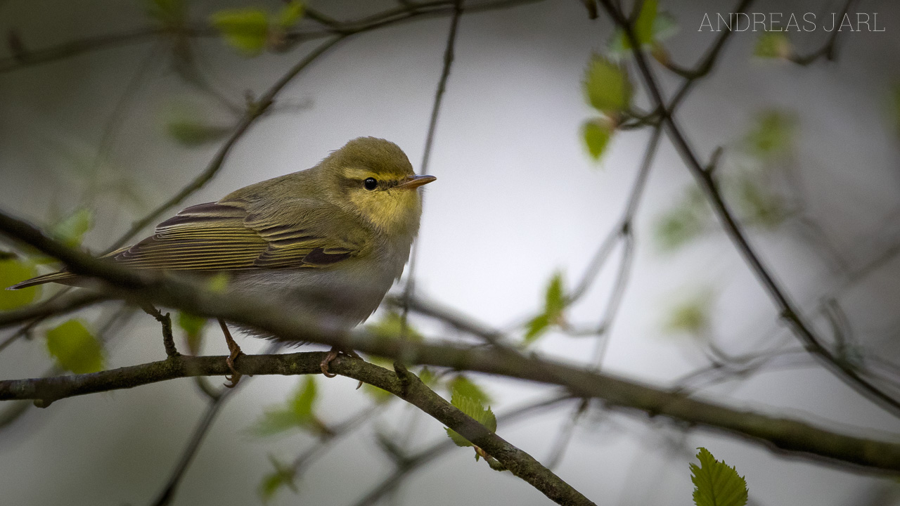 phylloscopus_sibilatrix_4356