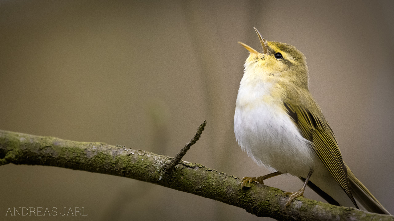 phylloscopus_sibilatrix_4357