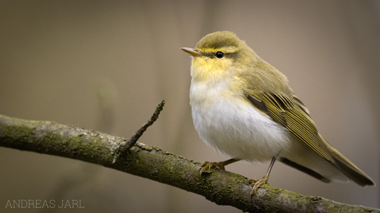 phylloscopus_sibilatrix_4358