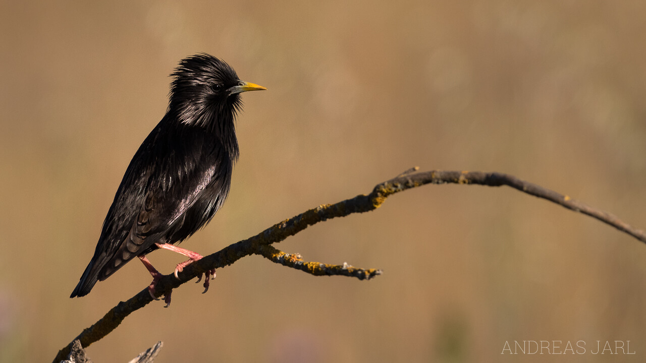 sturnus_unicolor_2573