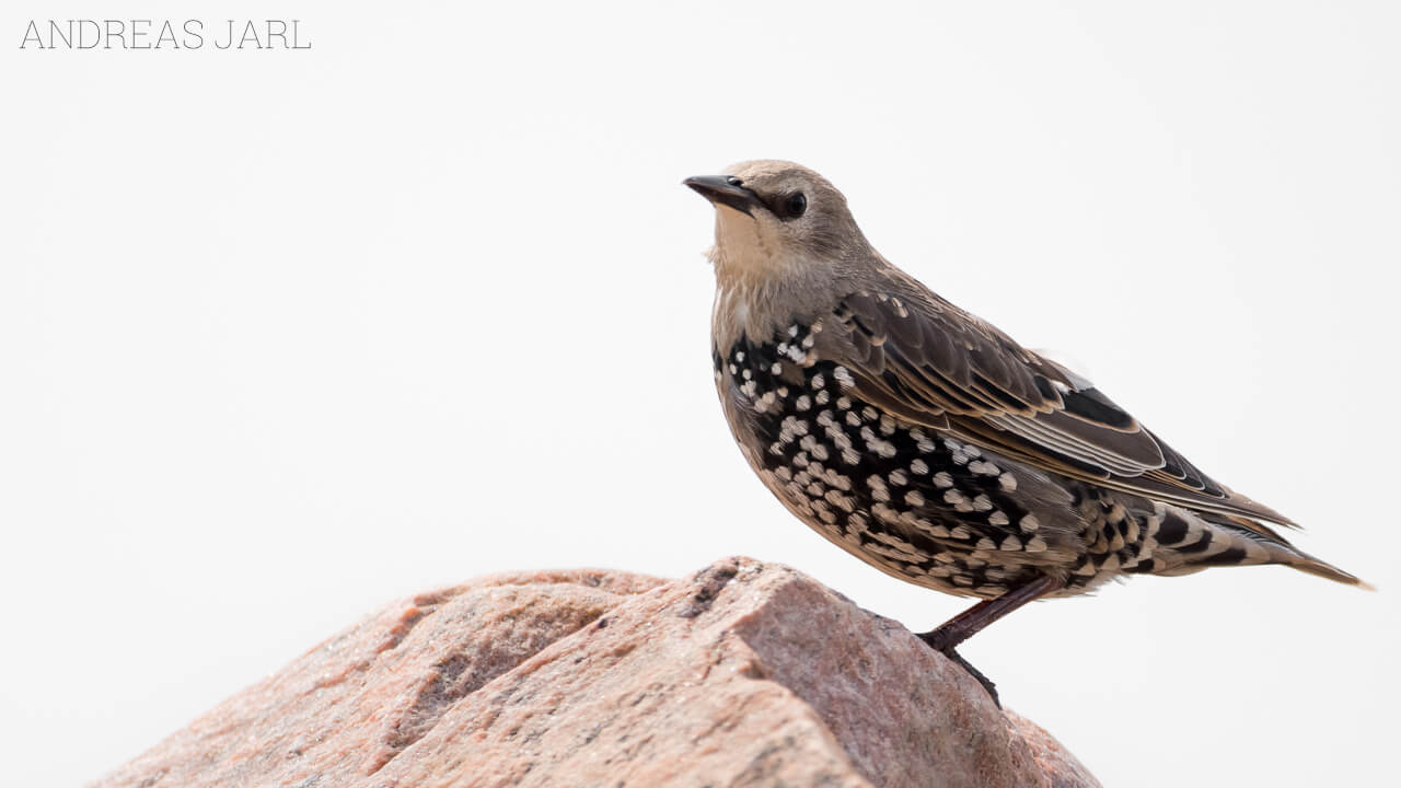 sturnus_vulgaris_3107