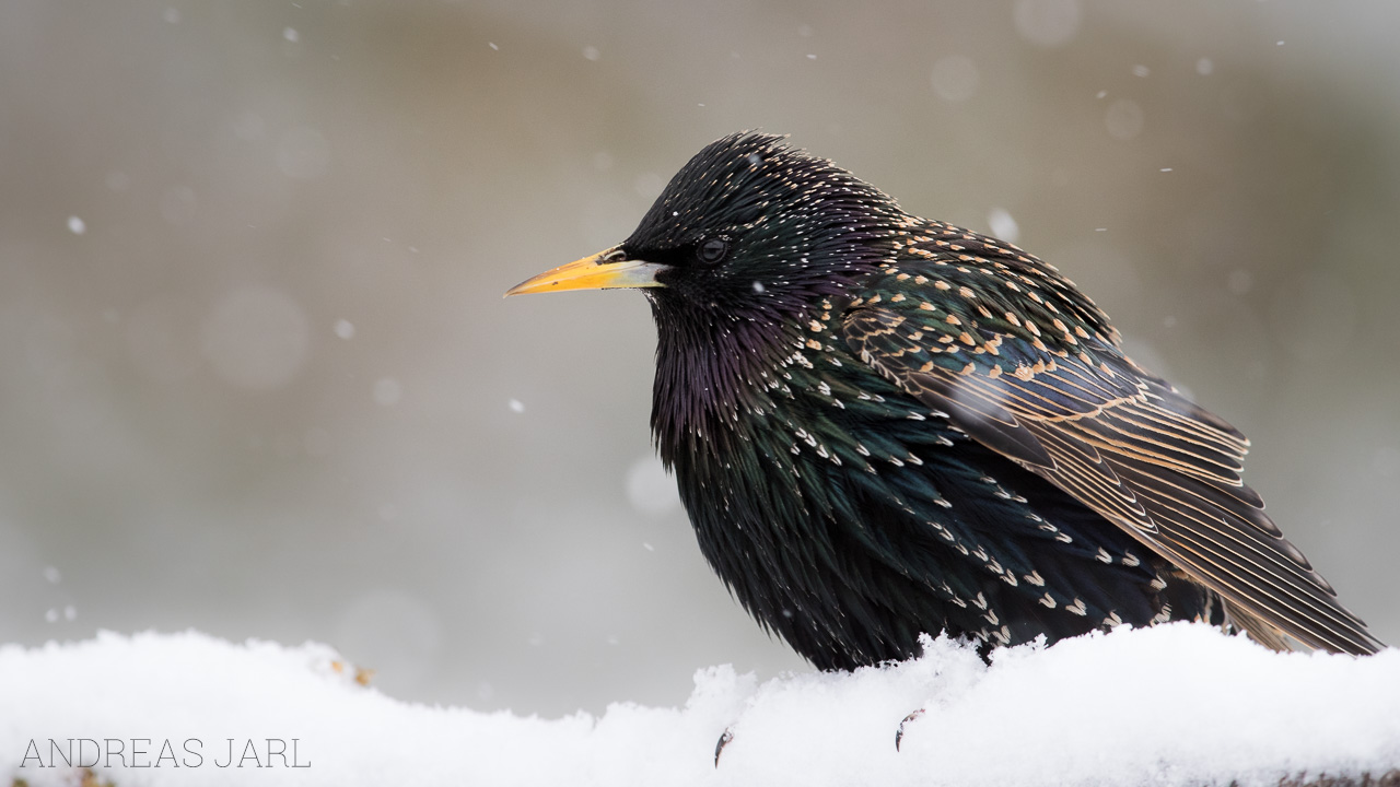 sturnus_vulgaris_3218