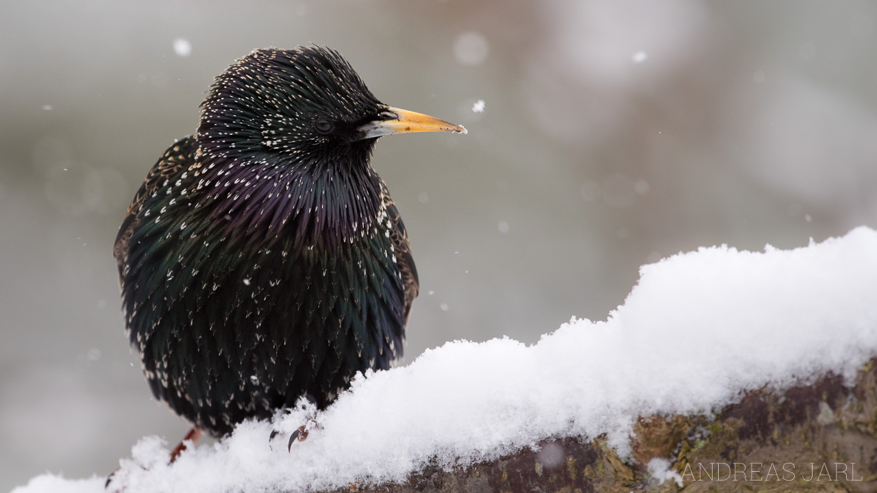 sturnus_vulgaris_3219