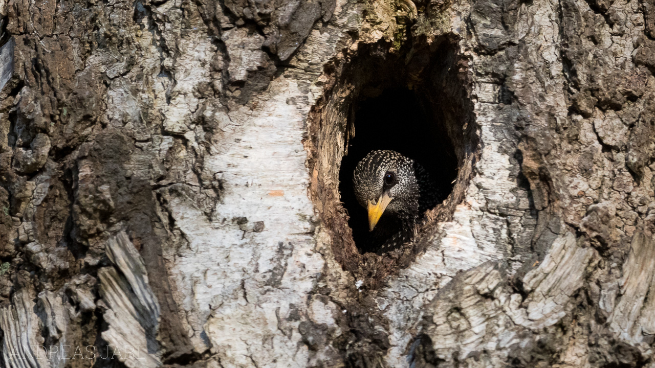 sturnus_vulgaris_3756