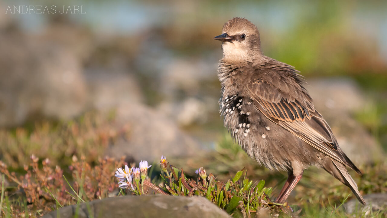 sturnus_vulgaris_624