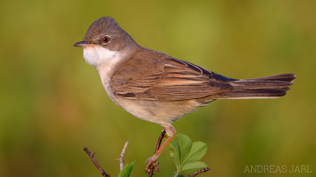 curruca_communis_4856_dxoxd