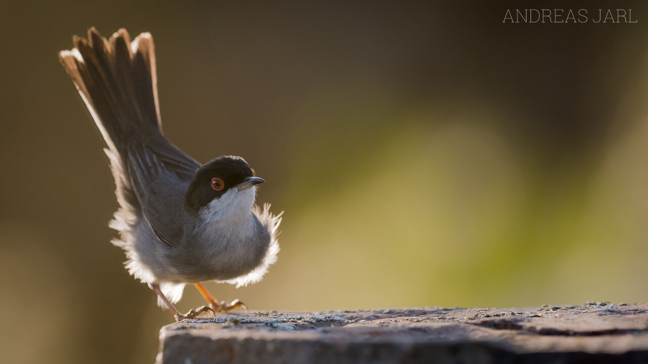 curruca_melanocephala_2846