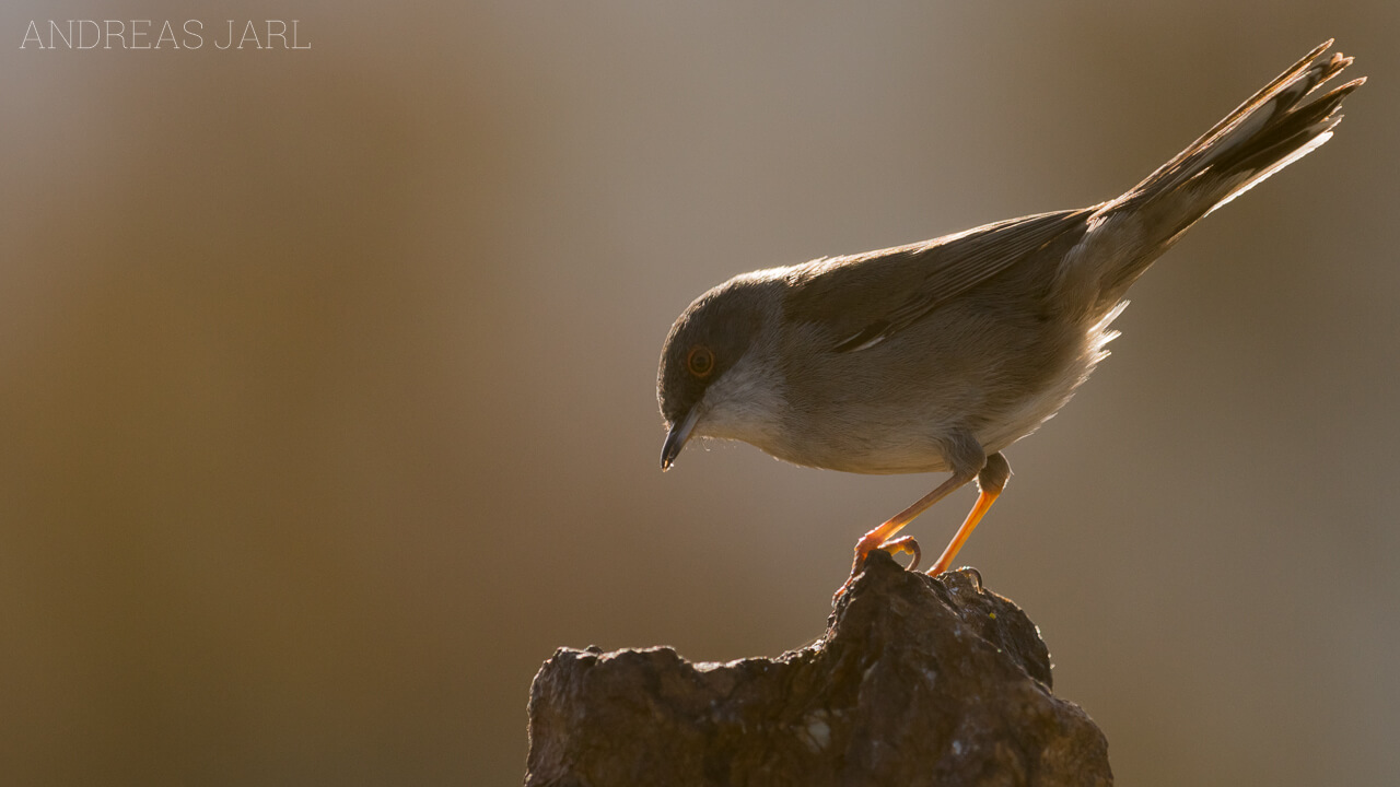 curruca_melanocephala_2854