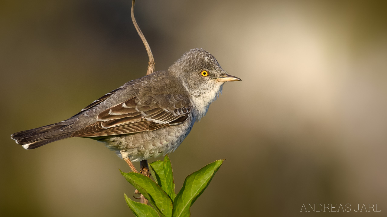 curruca_nisoria_4557_dxo