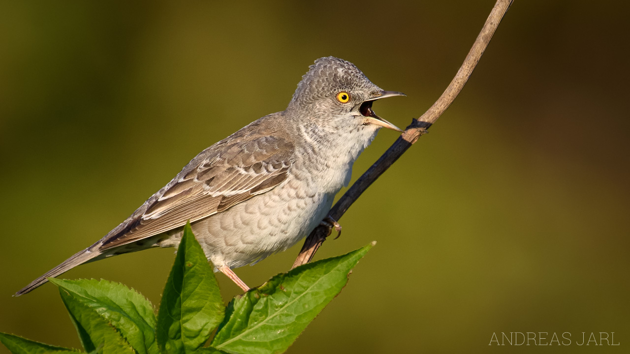 curruca_nisoria_4558_dxo