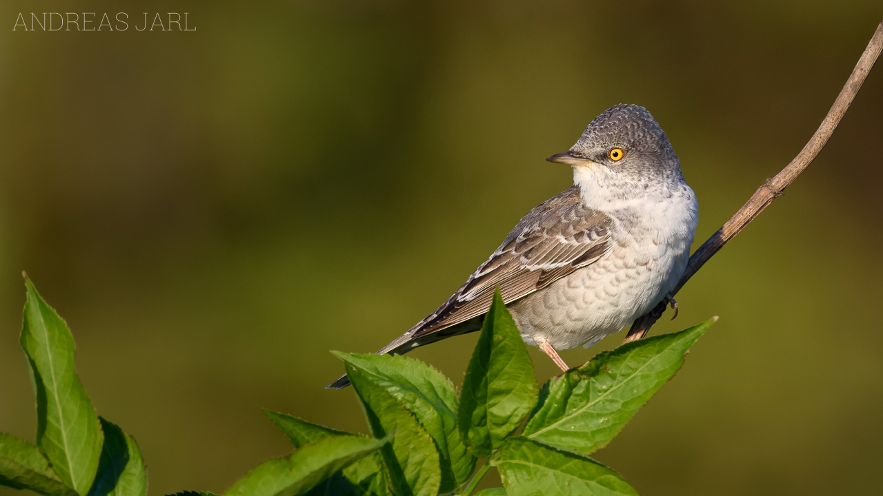 curruca_nisoria_4559_dxo