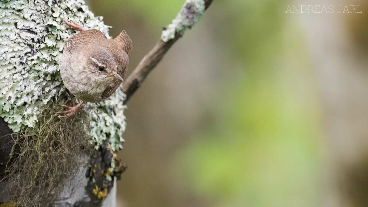 troglodytes_troglodytes_2925