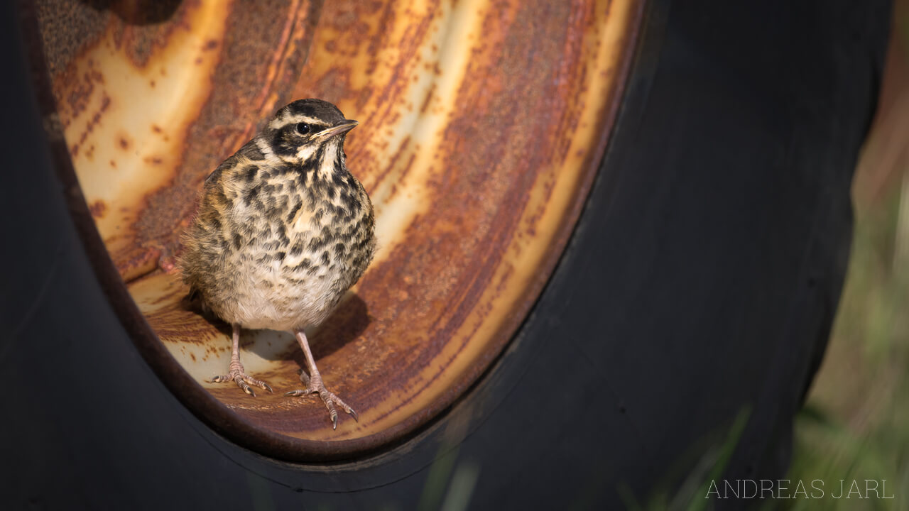 turdus_iliacus_2987