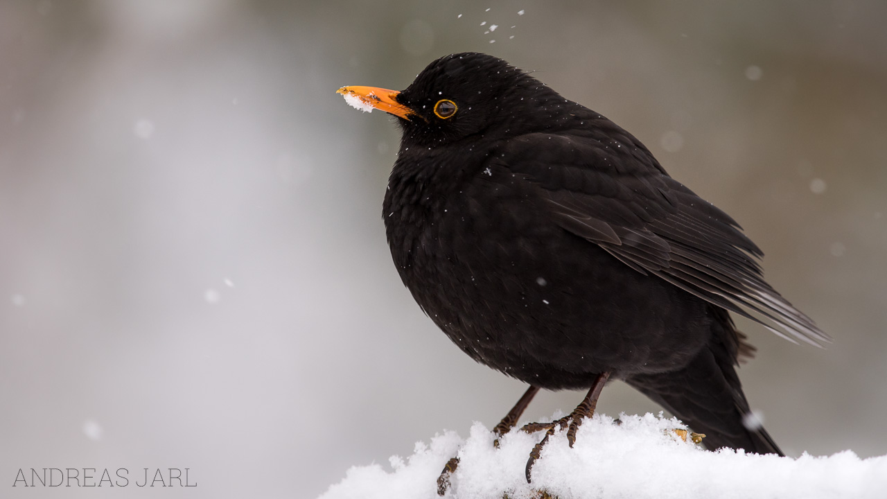 turdus_merula_3230