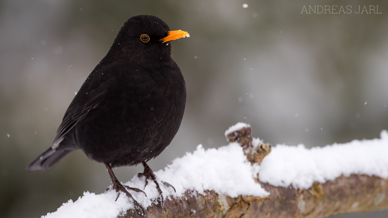 turdus_merula_3231