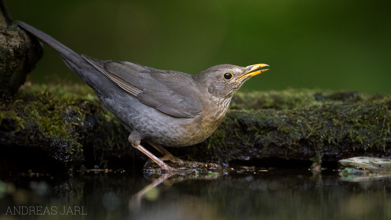 turdus_merula_3388