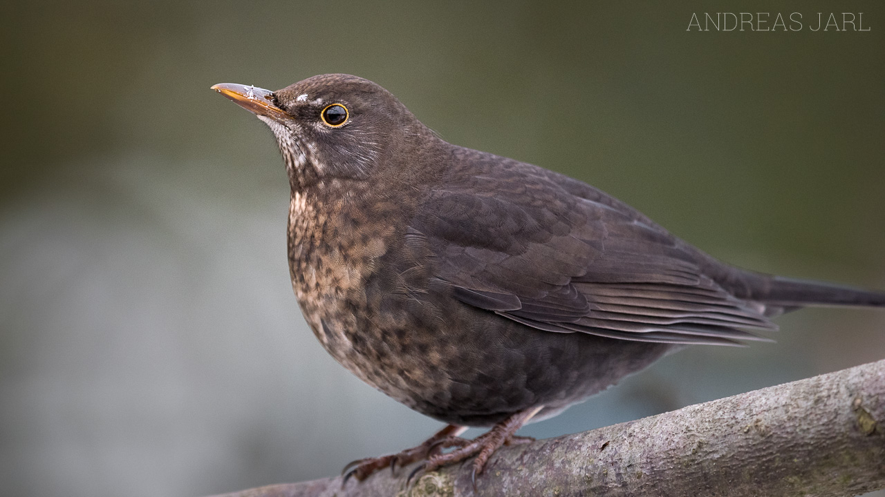 turdus_merula_3719