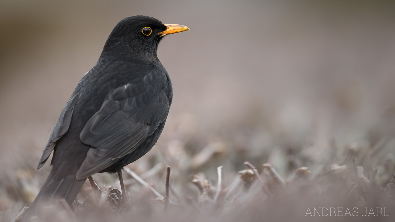 turdus_merula_4684_dxo