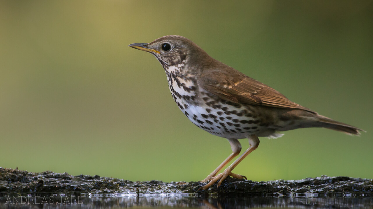 turdus_philomelos_2320