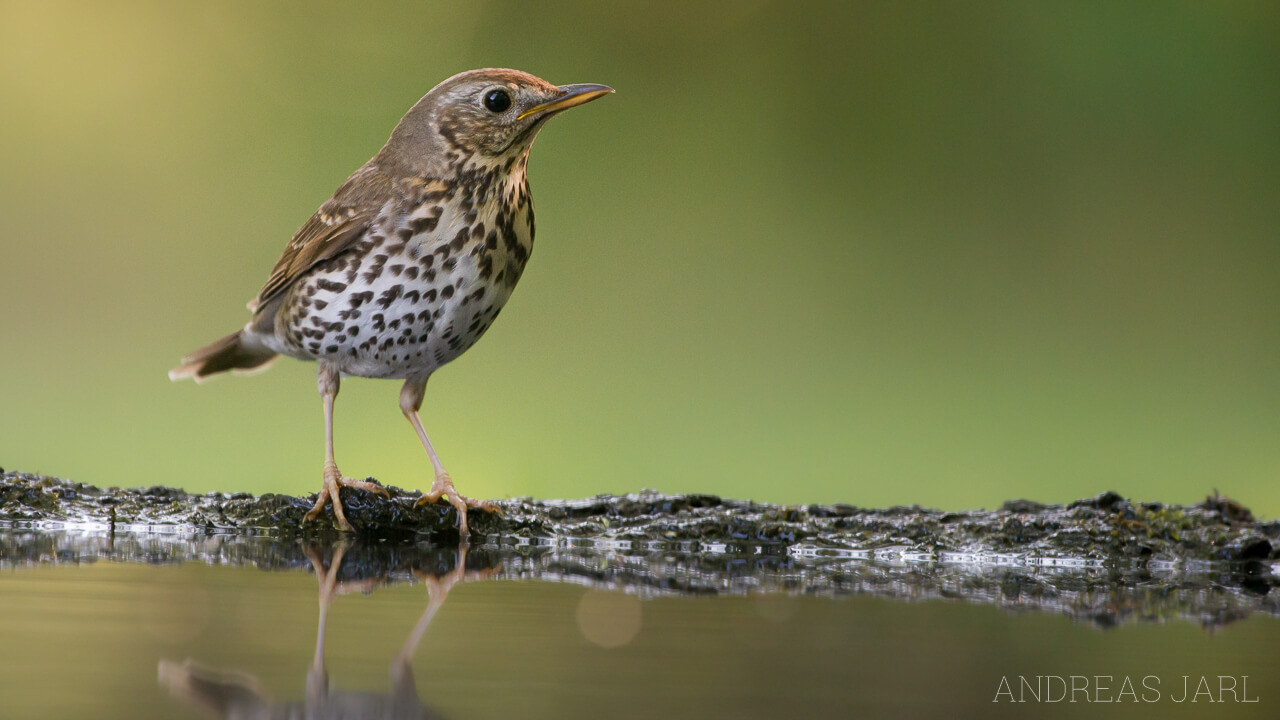 turdus_philomelos_2321