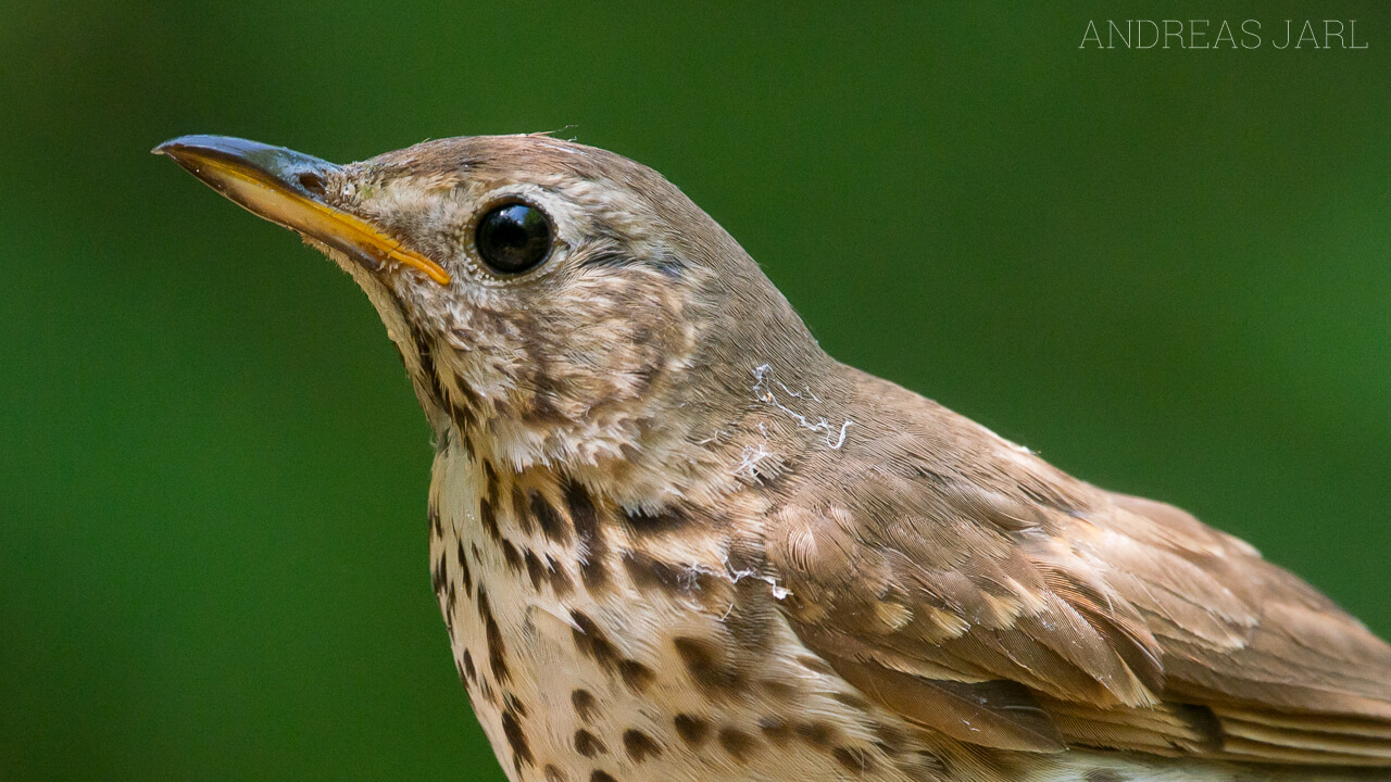 turdus_philomelos_2323