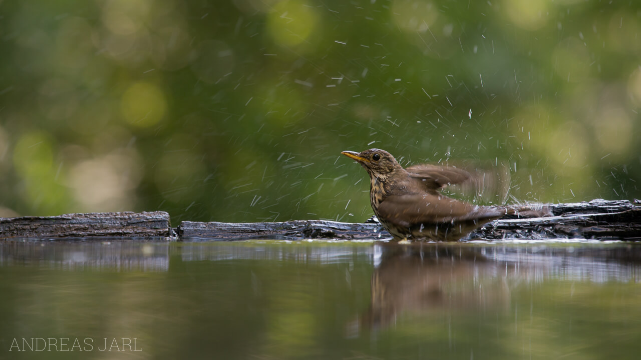 turdus_philomelos_2324