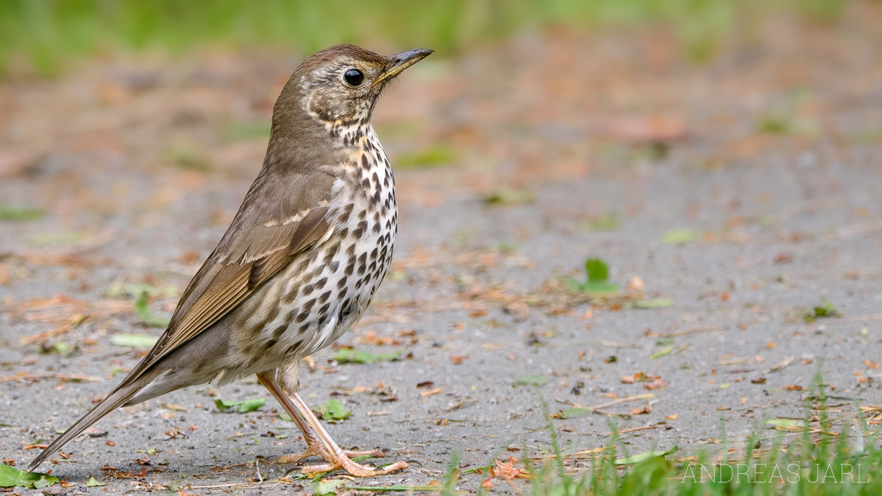turdus_philomelos_4923_dxoxd