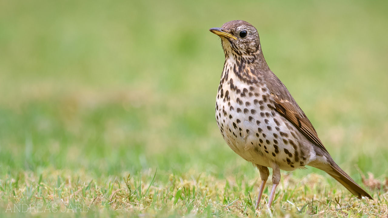 turdus_philomelos_4924_dxoxd