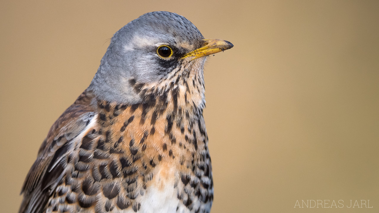 turdus_pilaris_3749