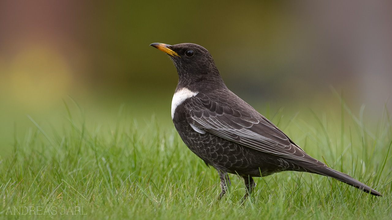 turdus_torquatus_4544_dxo