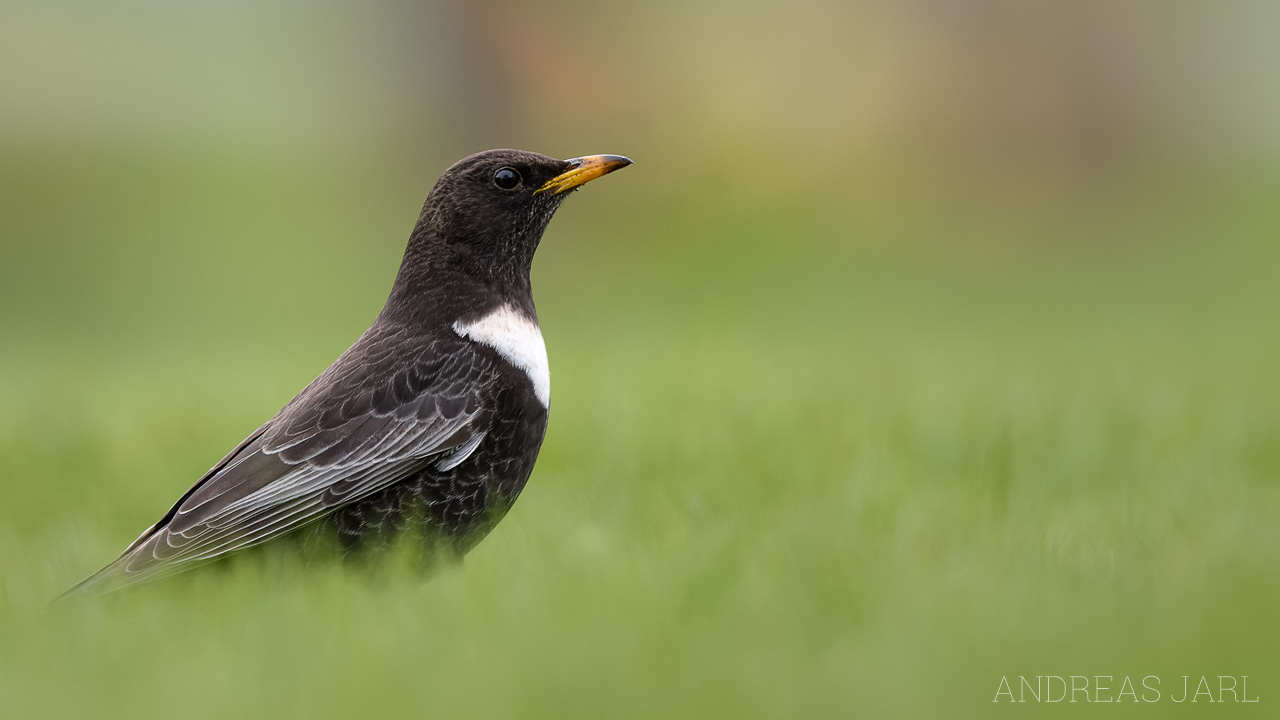 turdus_torquatus_4547_dxo