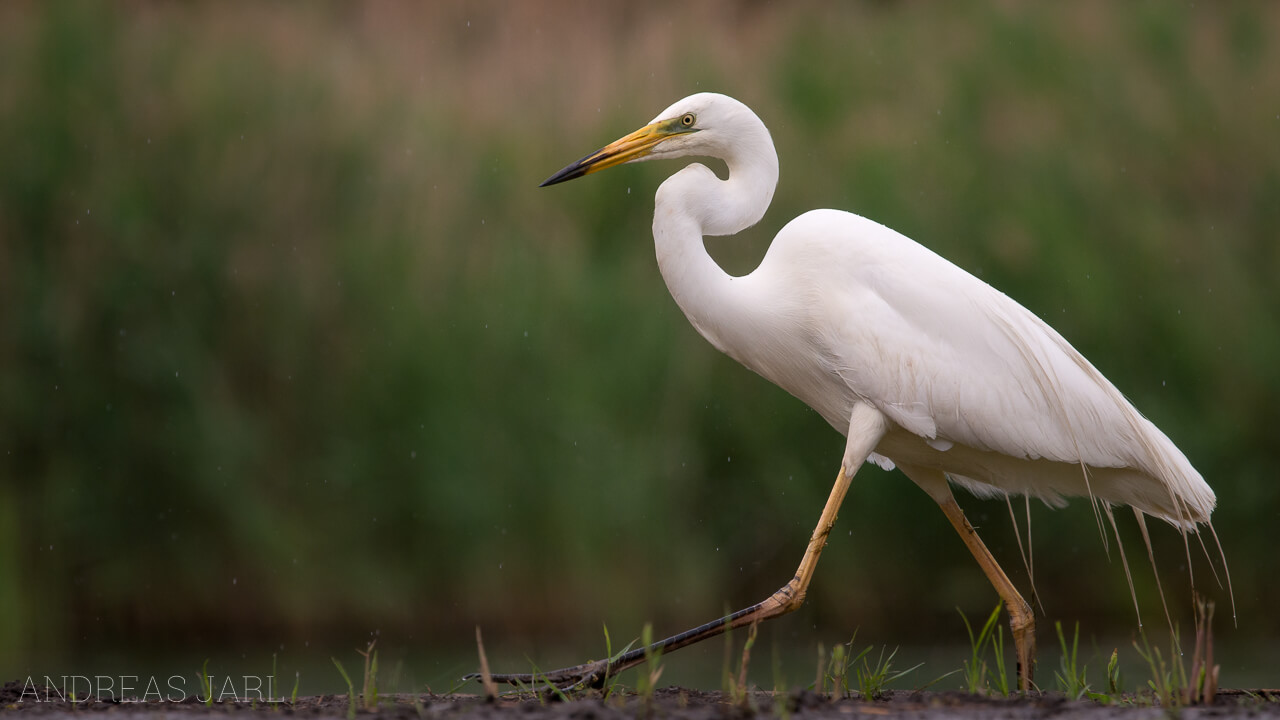 ardea_alba_2357