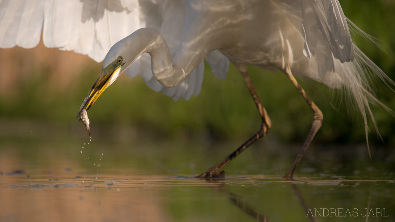 ardea_alba_2359