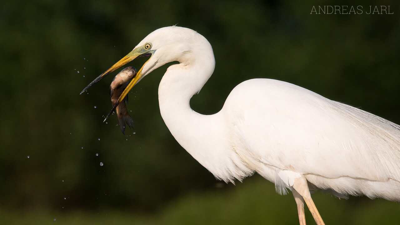 ardea_alba_2361