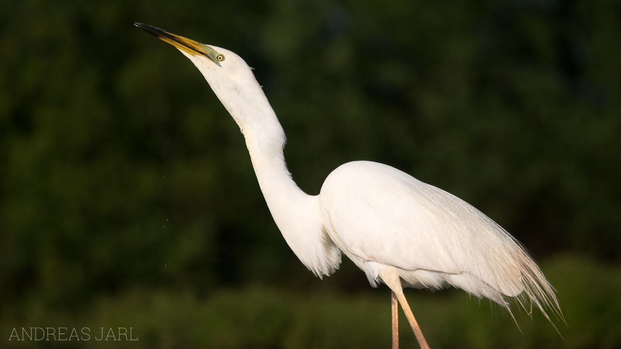 ardea_alba_2364