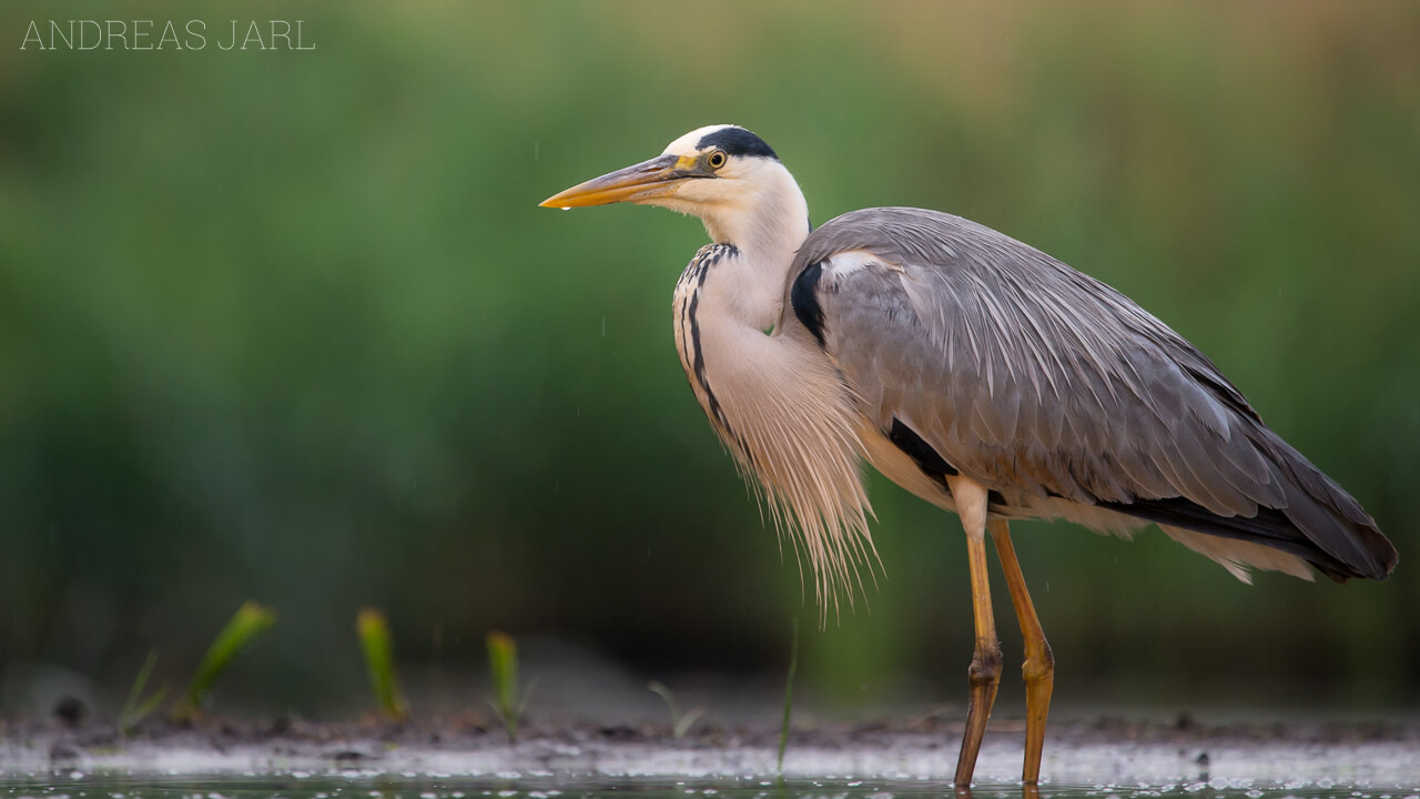 ardea_cinerea_2180