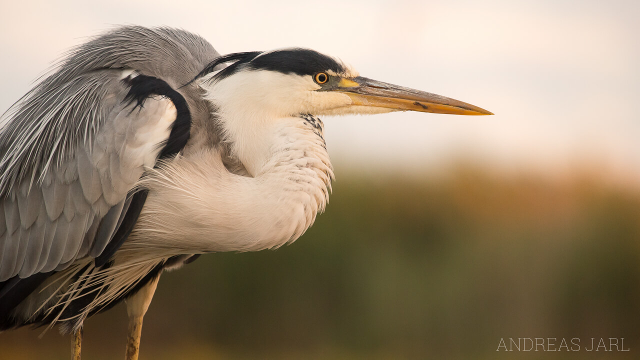 ardea_cinerea_2189