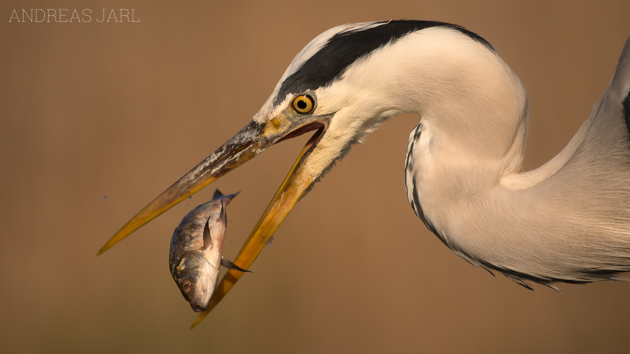 ardea_cinerea_2200