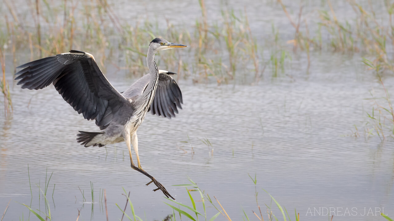 ardea_cinerea_3132