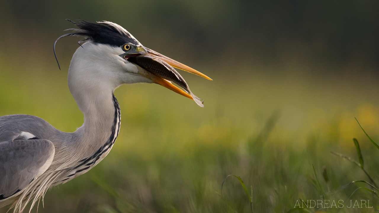 ardea_cinerea_3369