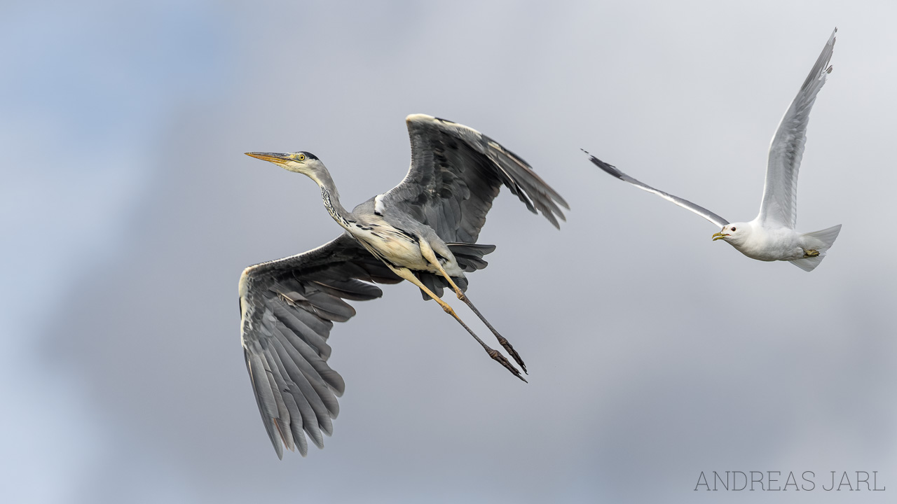 ardea_cinerea_4812_dxo